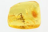 Large Fossil Spider (Araneae) In Baltic Amber #270589-3
